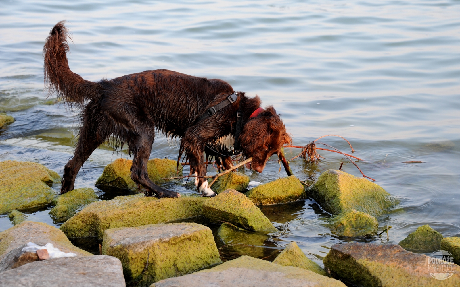 jezioro niegocin pies springer spaniel