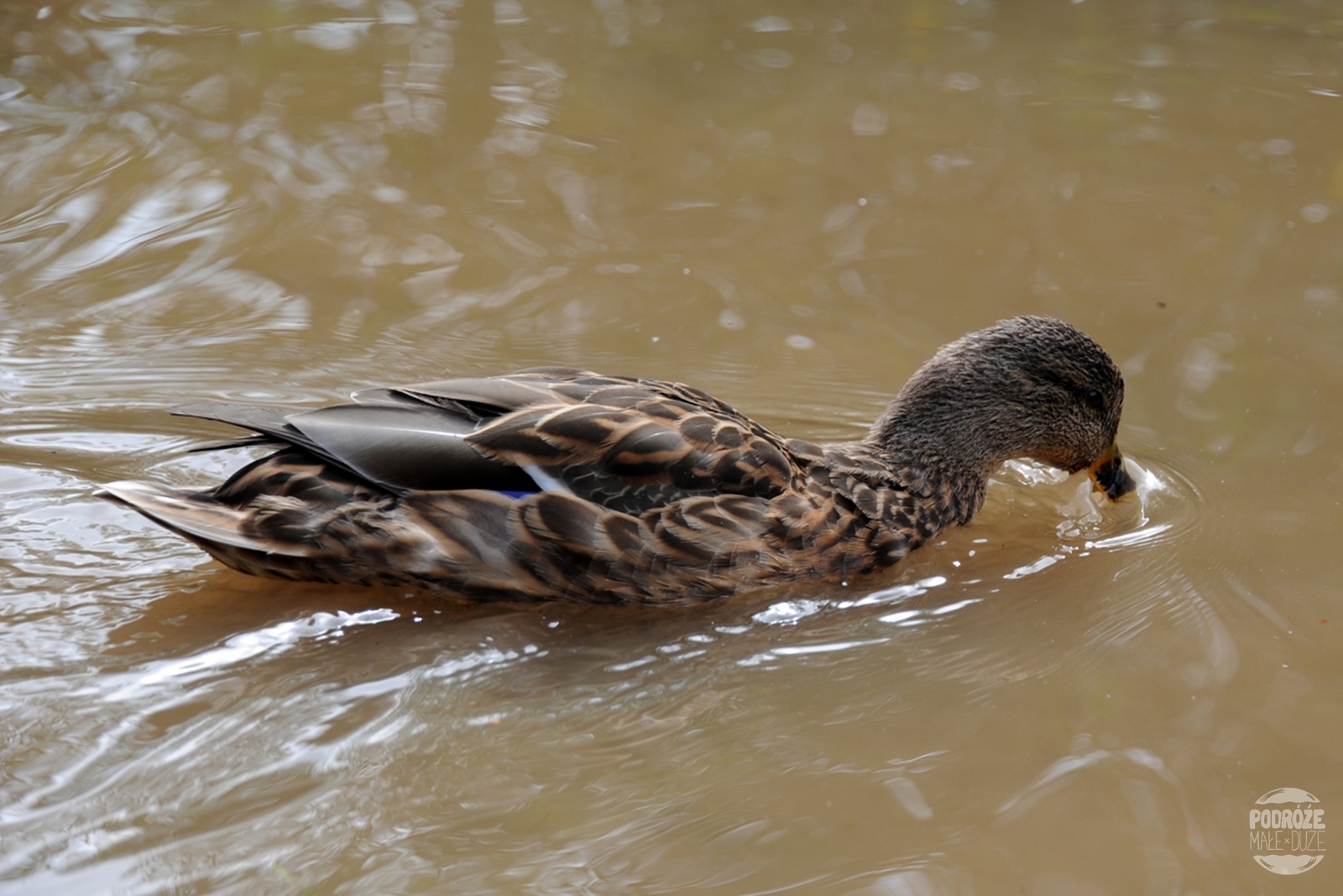 Chorwacja  Jeziora Plitwickie  Park Narodowy kaczka