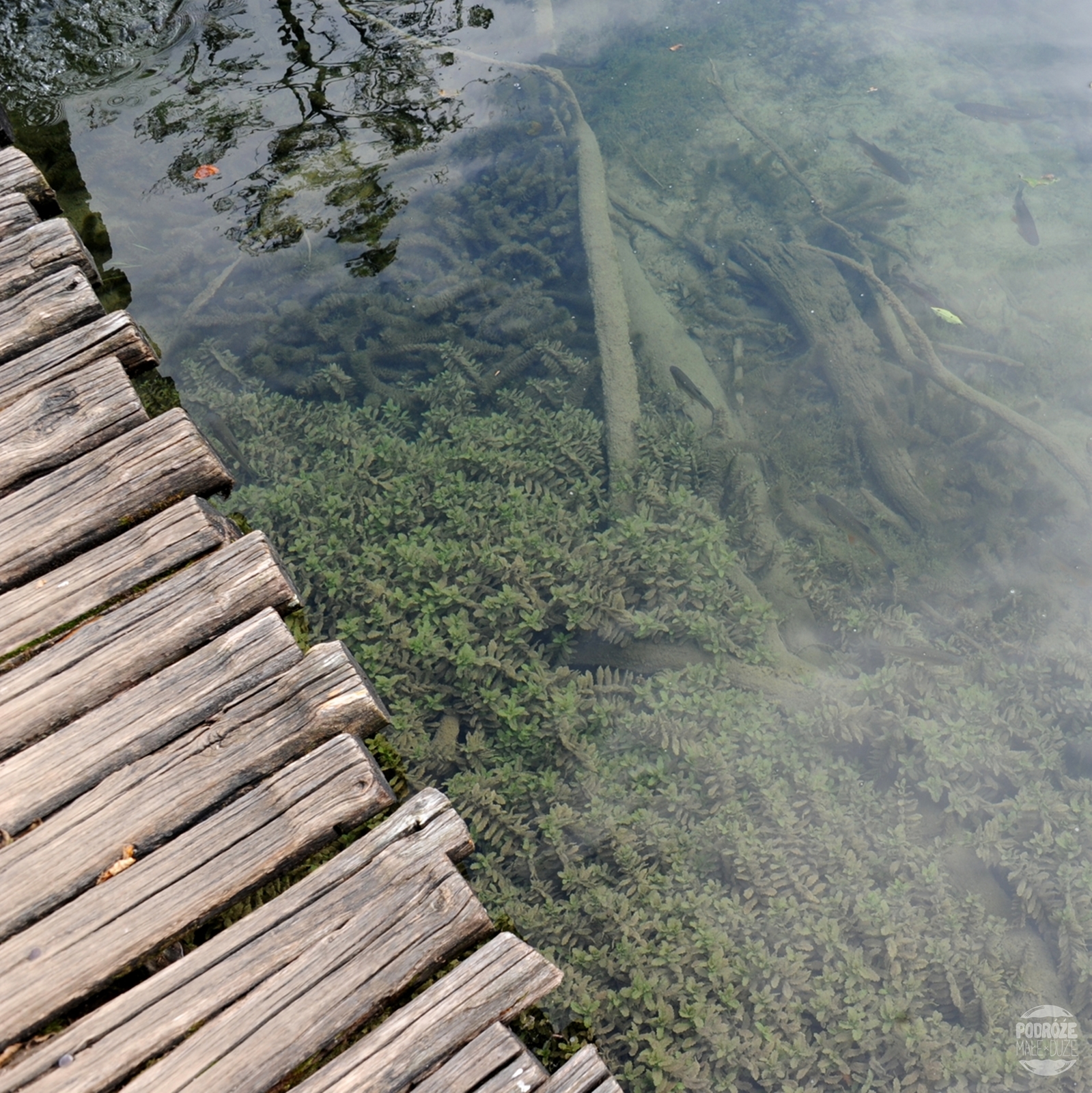 Chorwacja  Jeziora Plitwickie  Park Narodowy