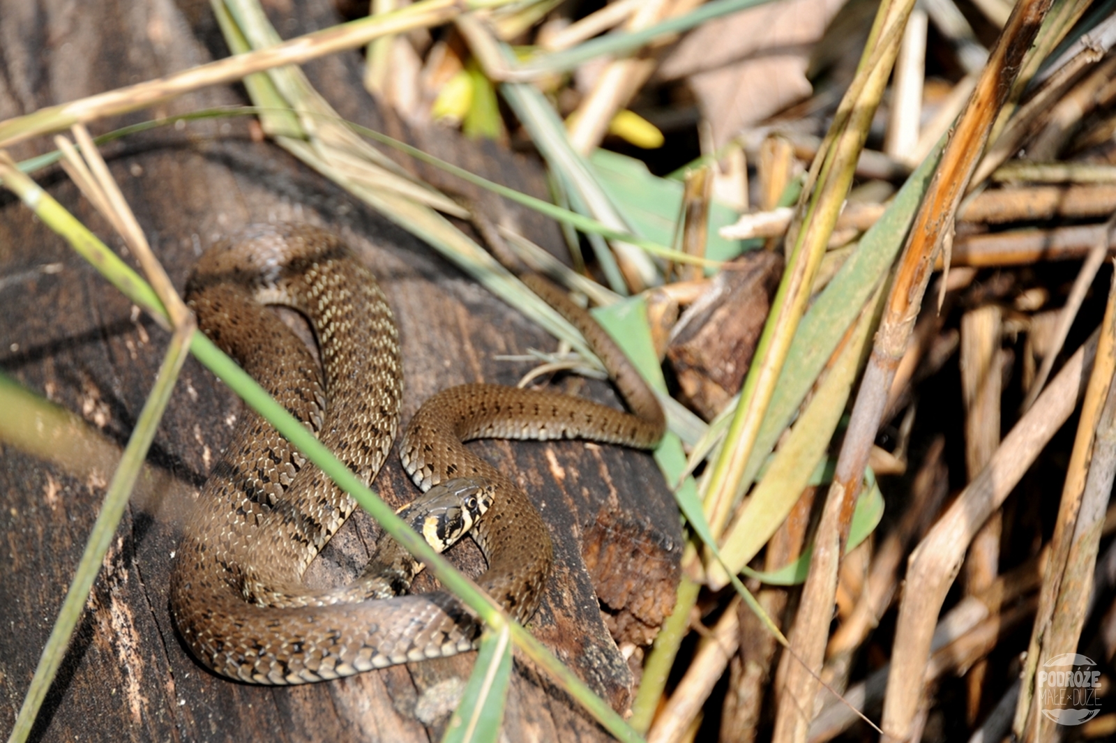 Chorwacja  Jeziora Plitwickie  Park Narodowy wąż