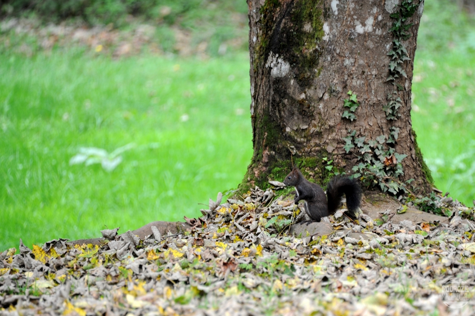 Chorwacja  Jeziora Plitwickie  Park Narodowy wiewiórka