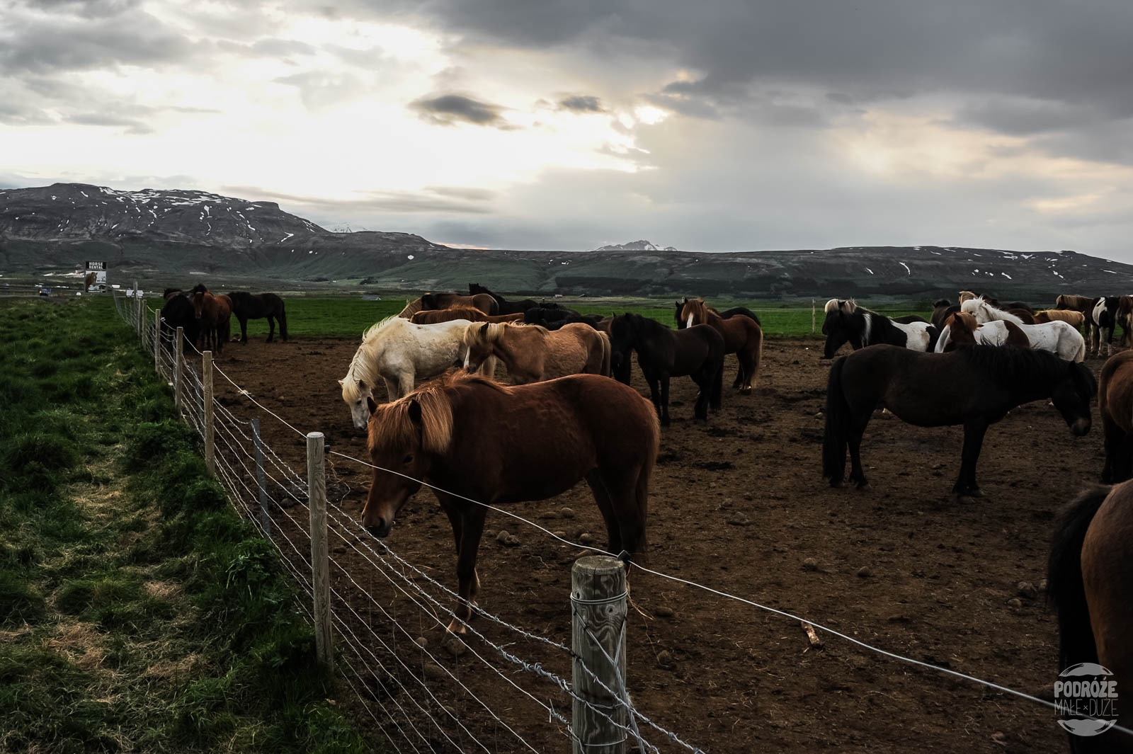 koniki konie Islandzkie