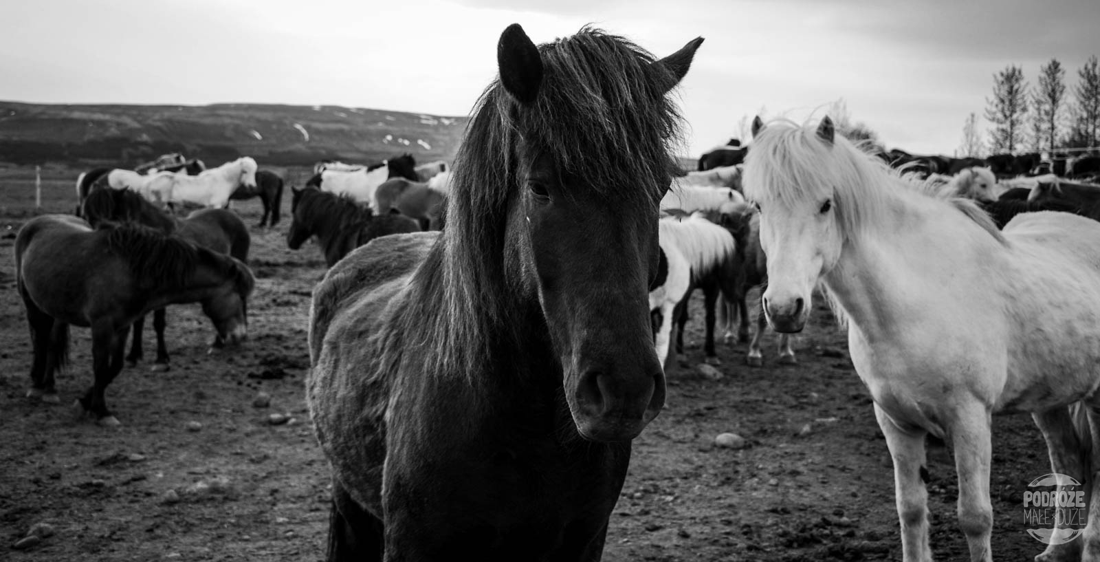 koniki konie Islandzkie