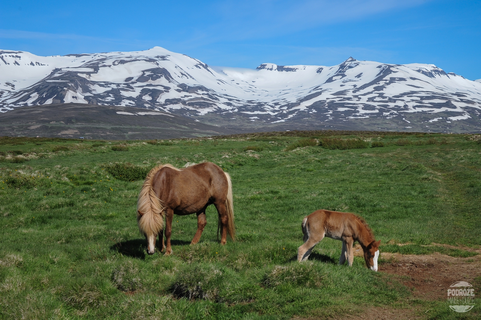 Konie Islandzkie
