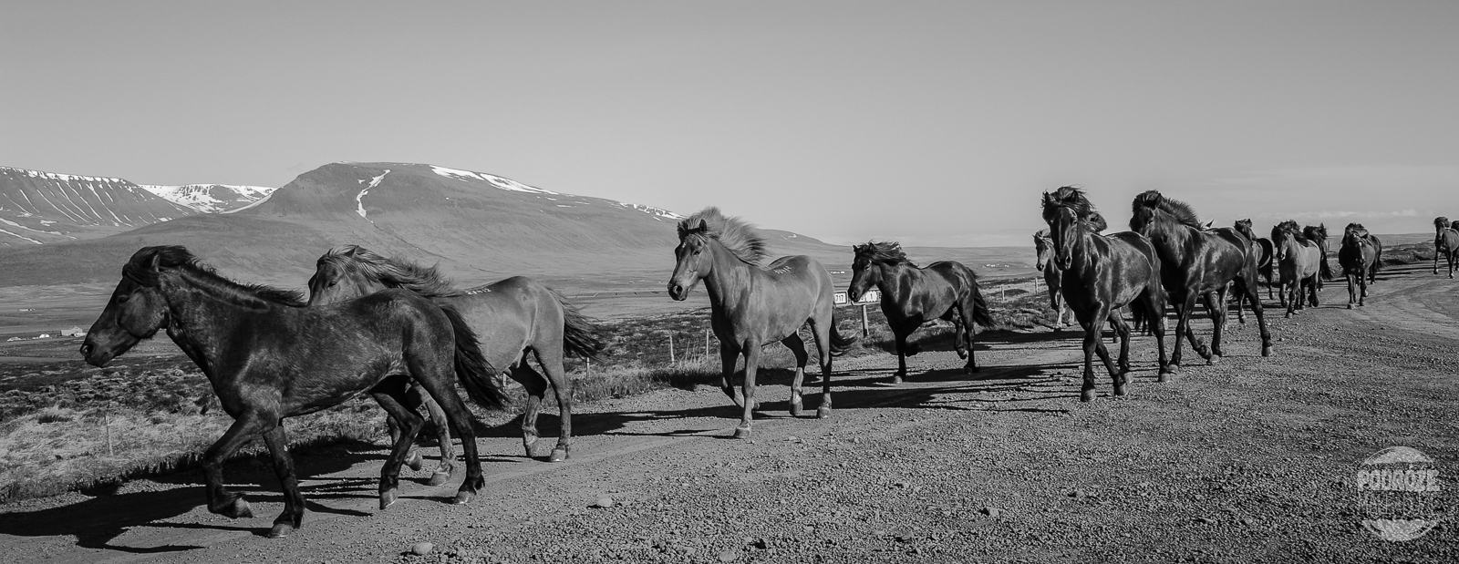 Konie Islandzkie