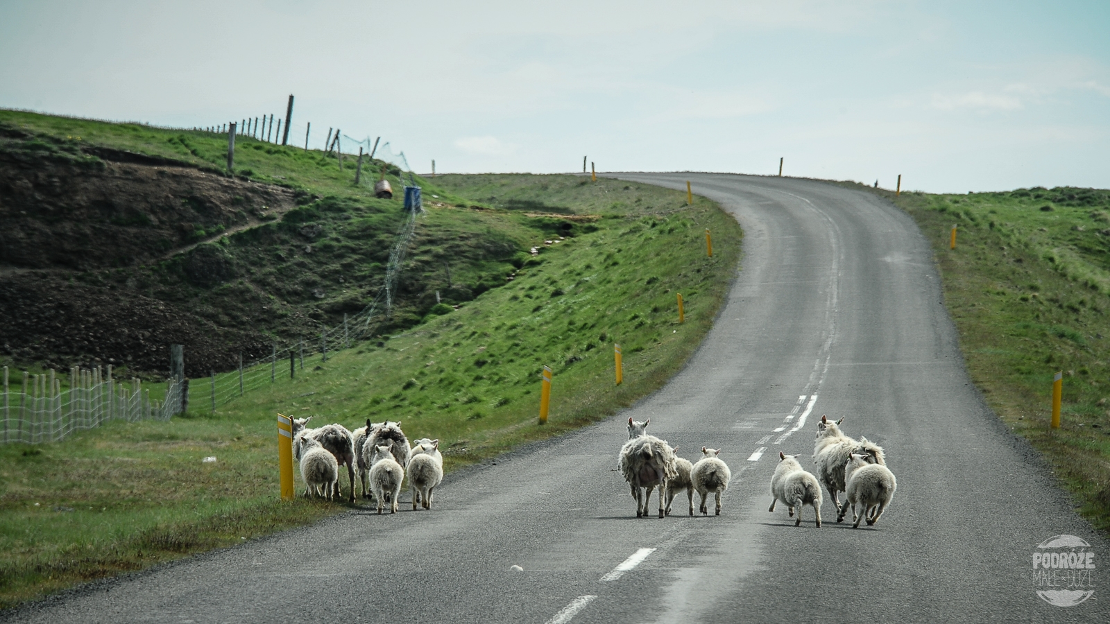 owce Islandia