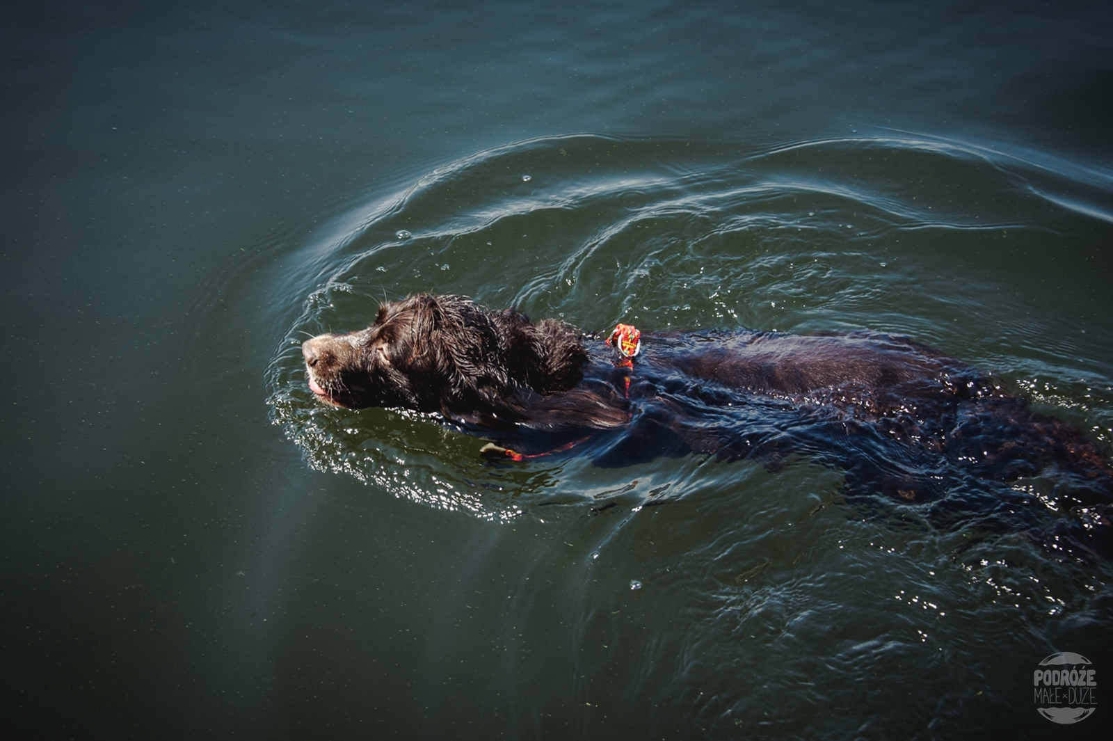 Warmia i Mazury jezioro pies Springer Spaniel